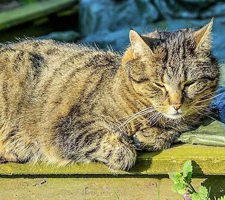 Lägenhet Storchennest Welt