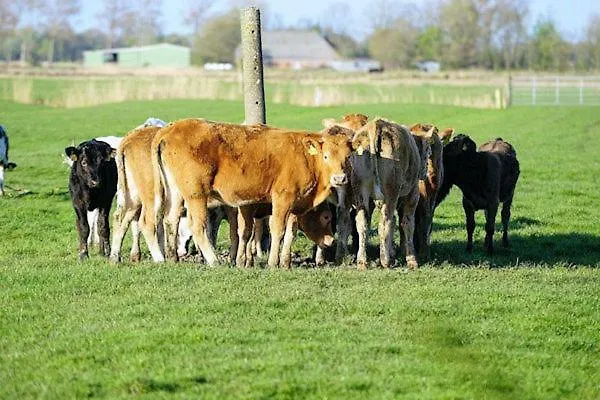 Апартаменты Storchennest *