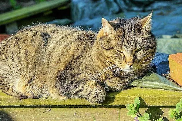 Lejlighed Storchennest Welt